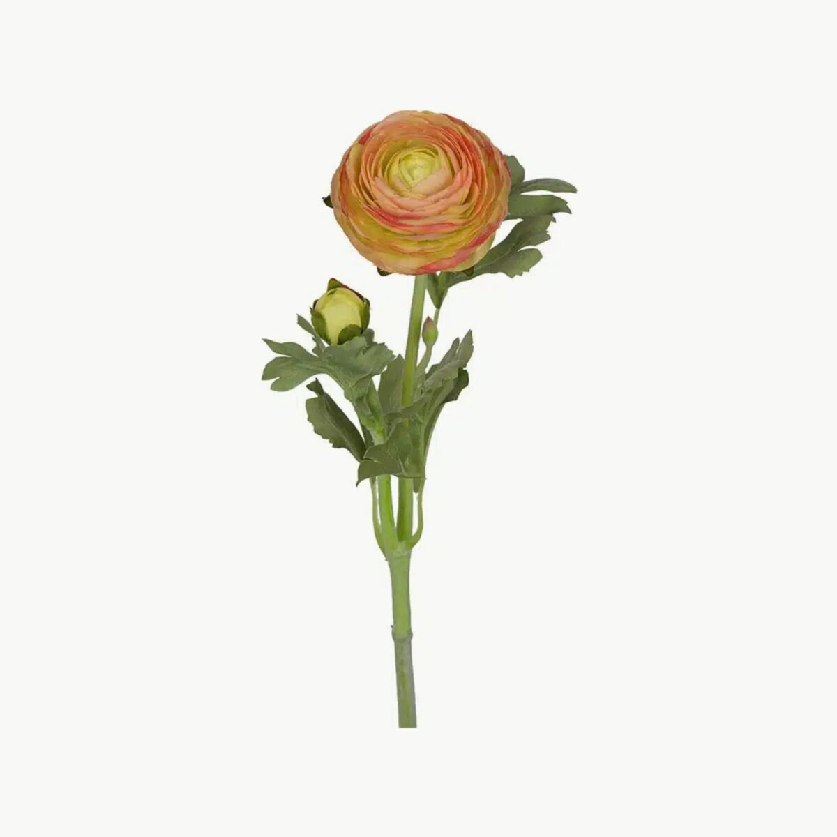 Mr. Plant Ranuncel Orange 50 cm