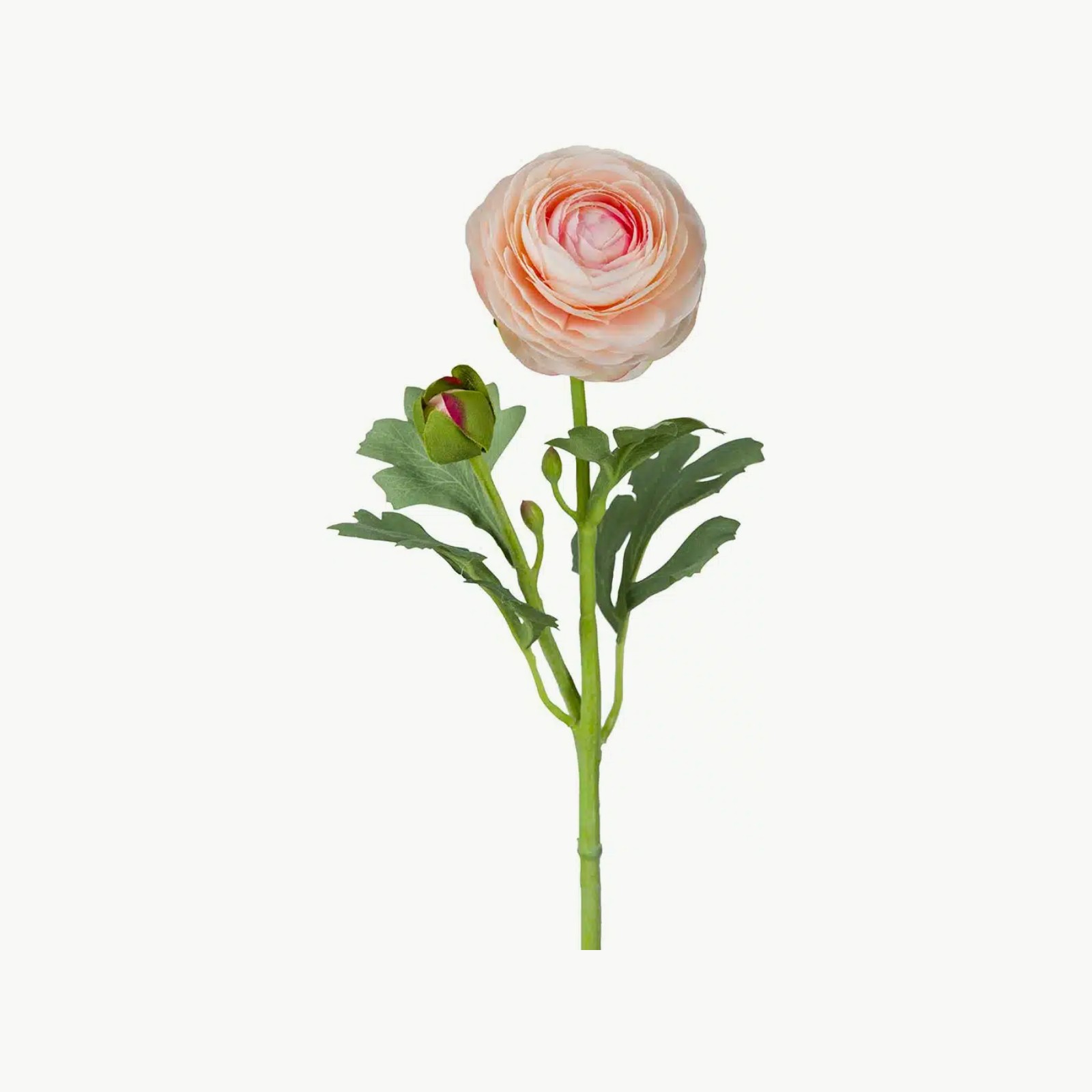 Mr. Plant Ranuncel Aprikos 50 cm