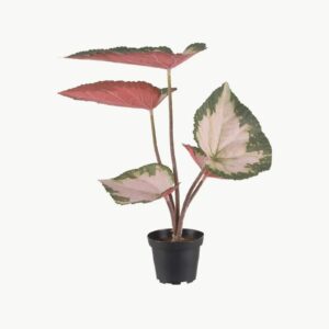 Mr. Plant Rexbegonia 35 cm