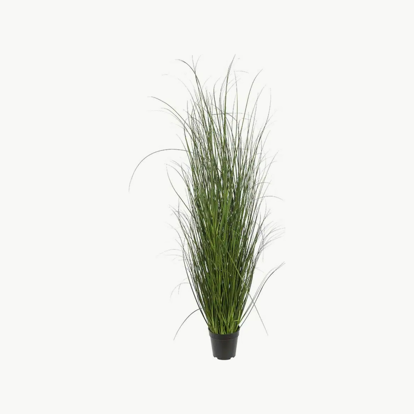 Mr. Plant Gressplante 140cm
