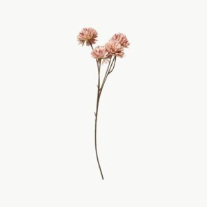 Speedtsberg - Krysantemum Rose 53cm