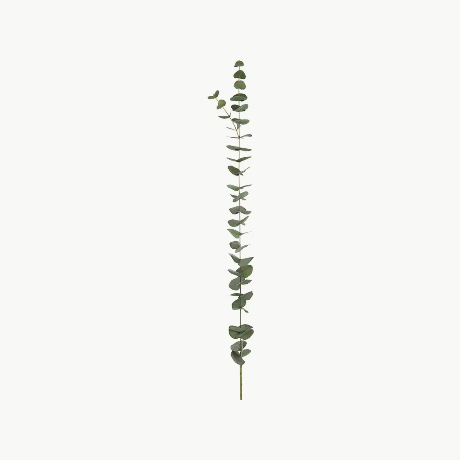 Mr. Plant Eucalyptus 120 cm