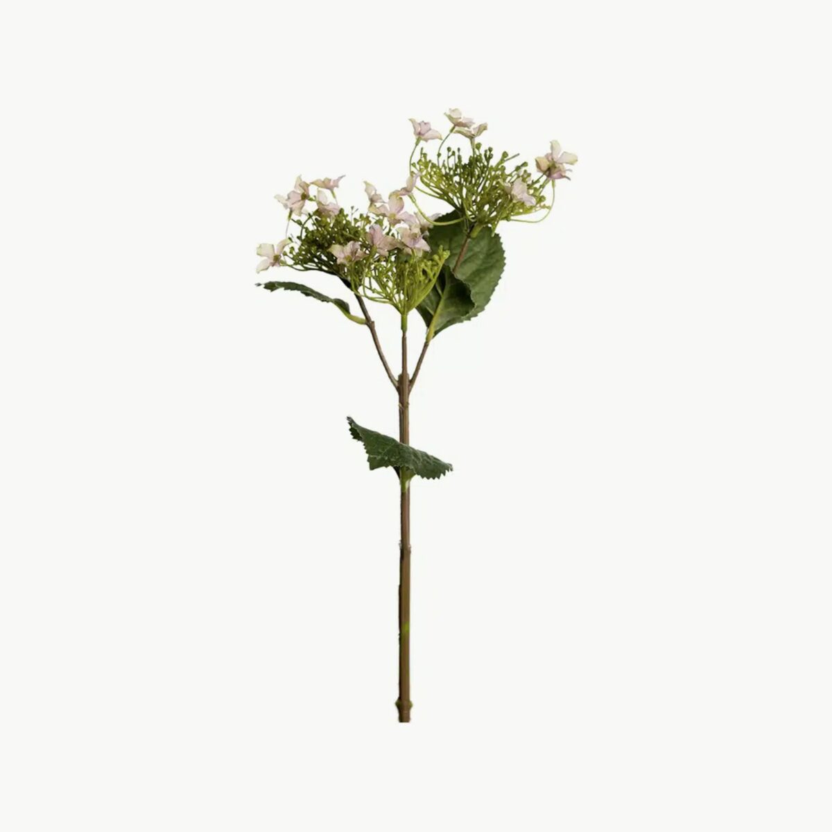Mr. Plant Hortensia Rosa 60cm