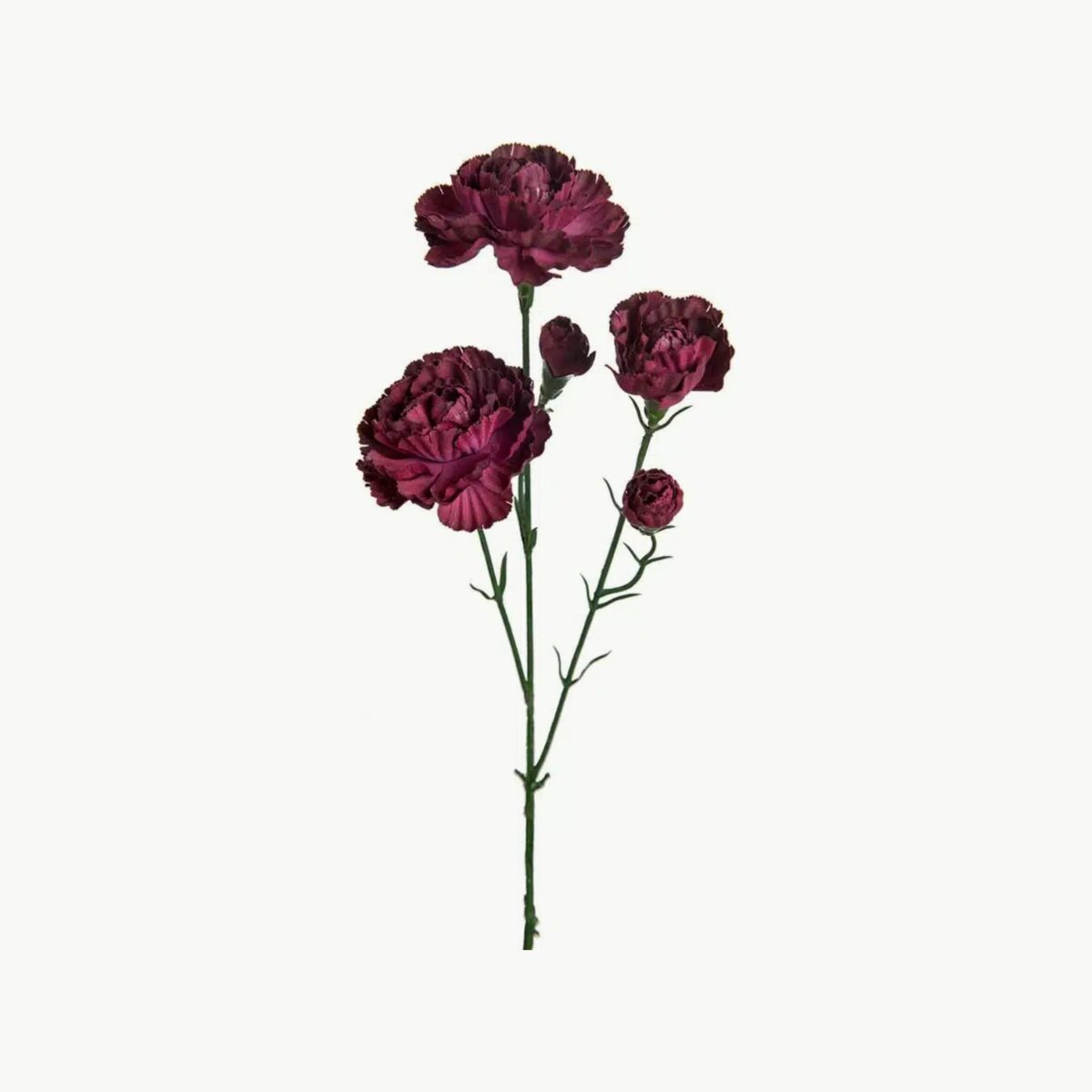 Mr. Plant Elegance Nellik Burgunder 65 cm