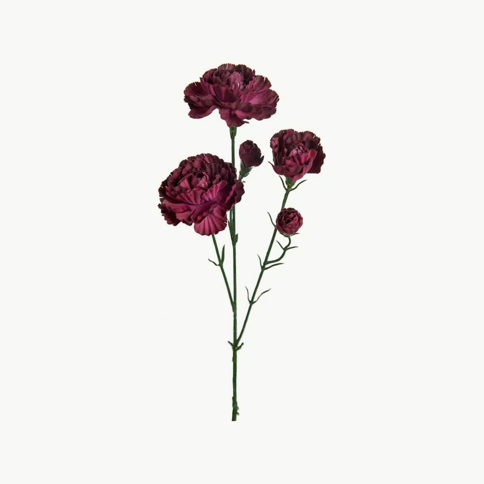Mr. Plant Elegance Nellik Burgunder 65 cm