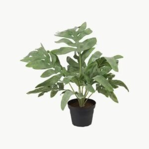 Mr. Plant Ormbunke Potte 30 cm