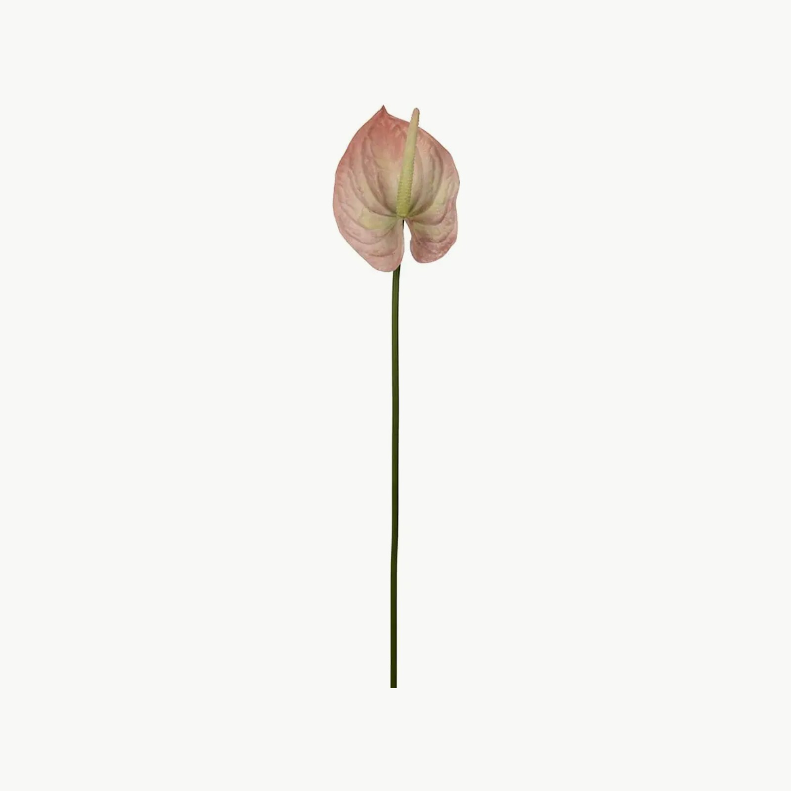 Mr. Plant Anthurium 65cm Persika
