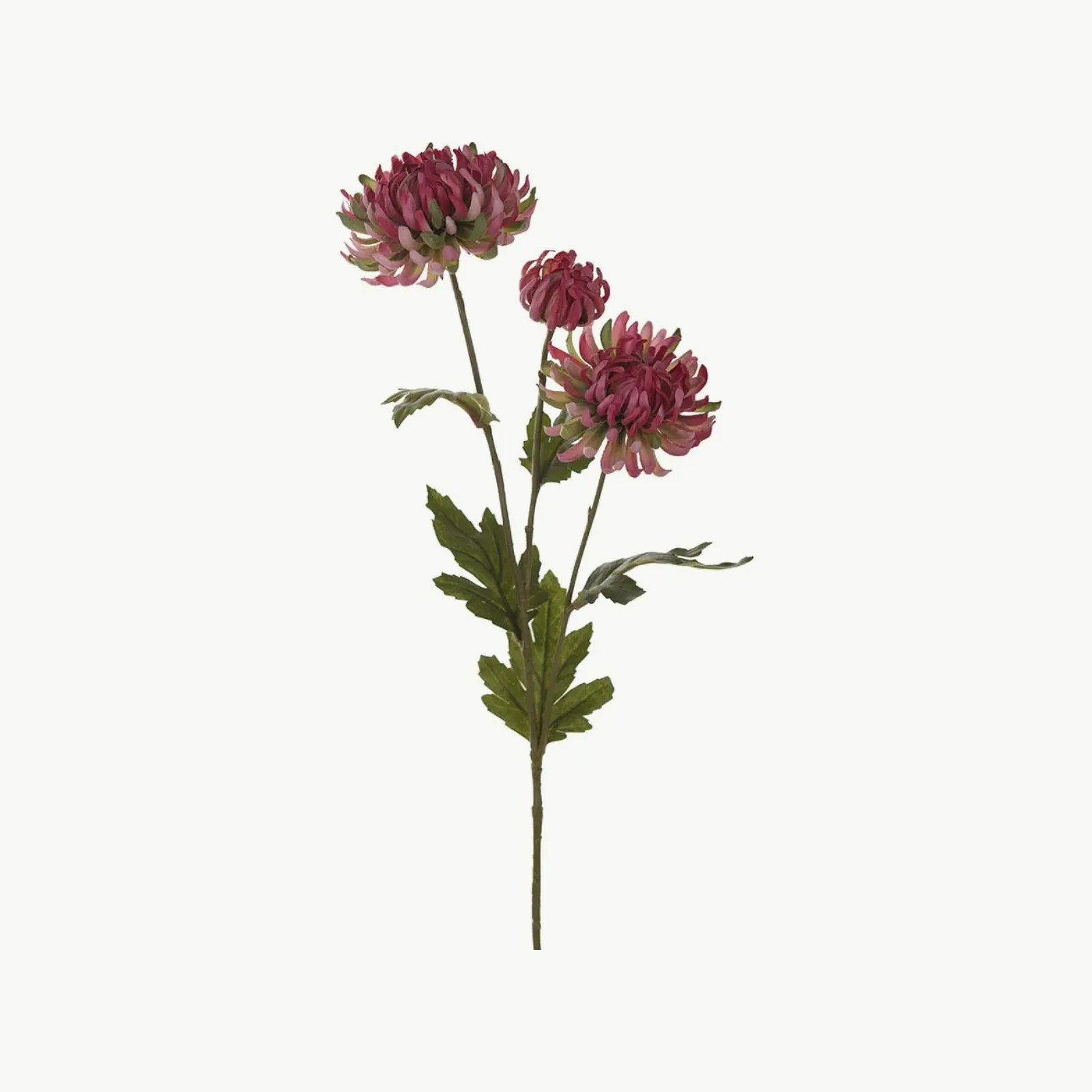 Mr. Plant Chrysanthemum 60cm Mørk Rosa