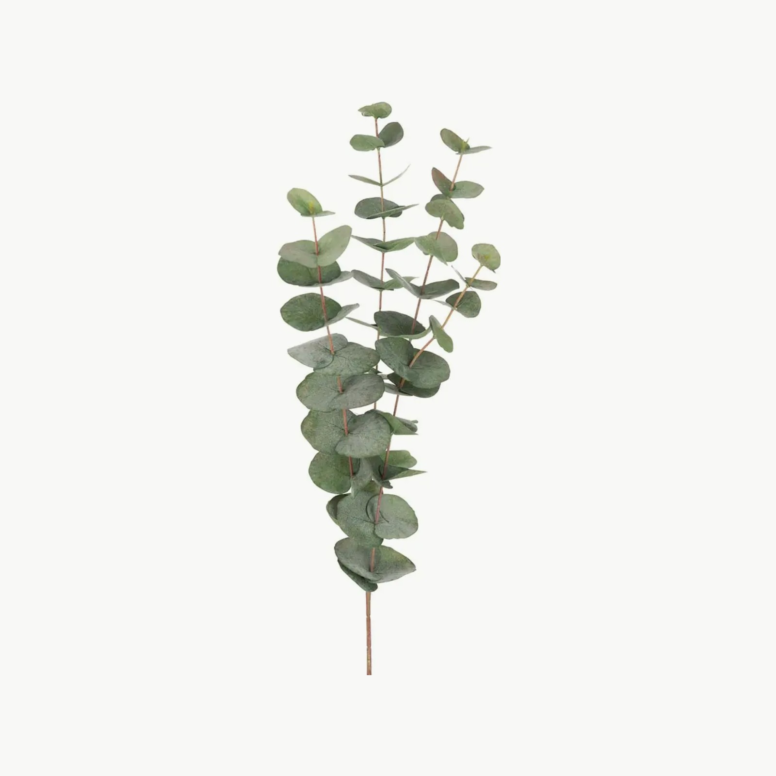 Mr. Plant Eucalyptus 60cm