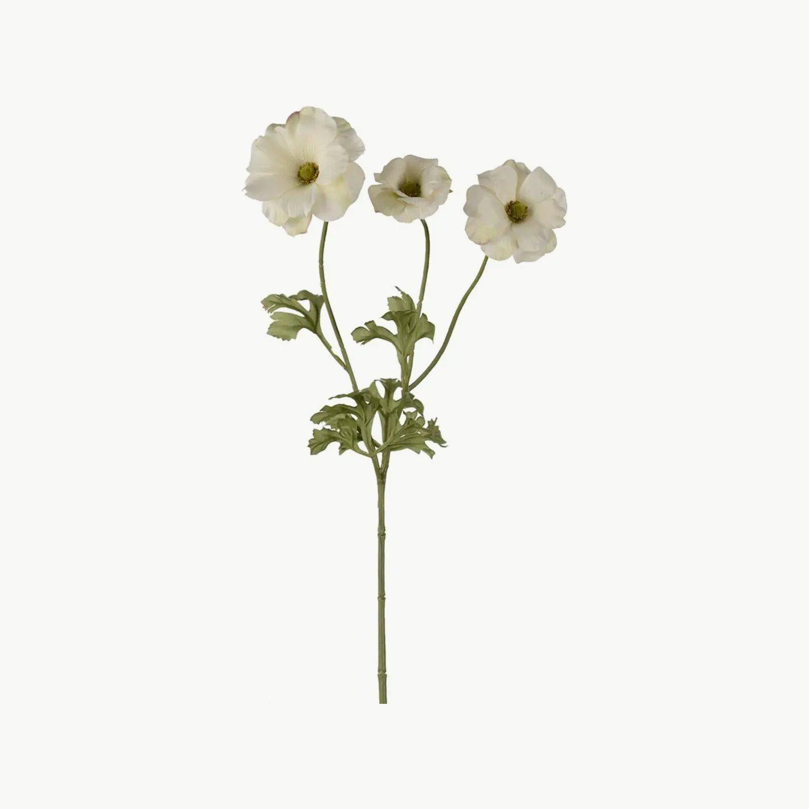 Mr. Plant Villranuncel 54cm Green