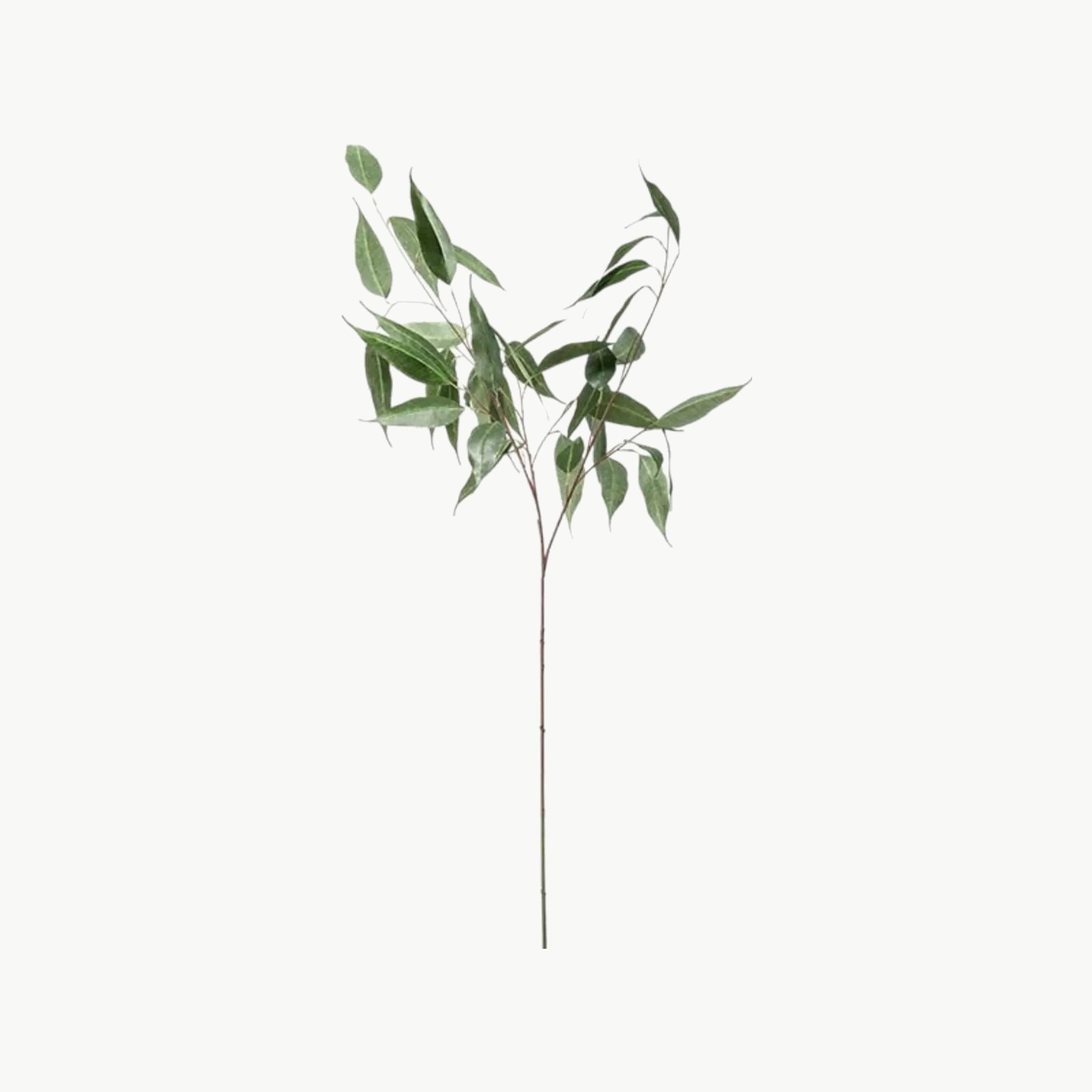 Eucalyptus gren i grågrønn farge med blader på stilk, 110 cm høy