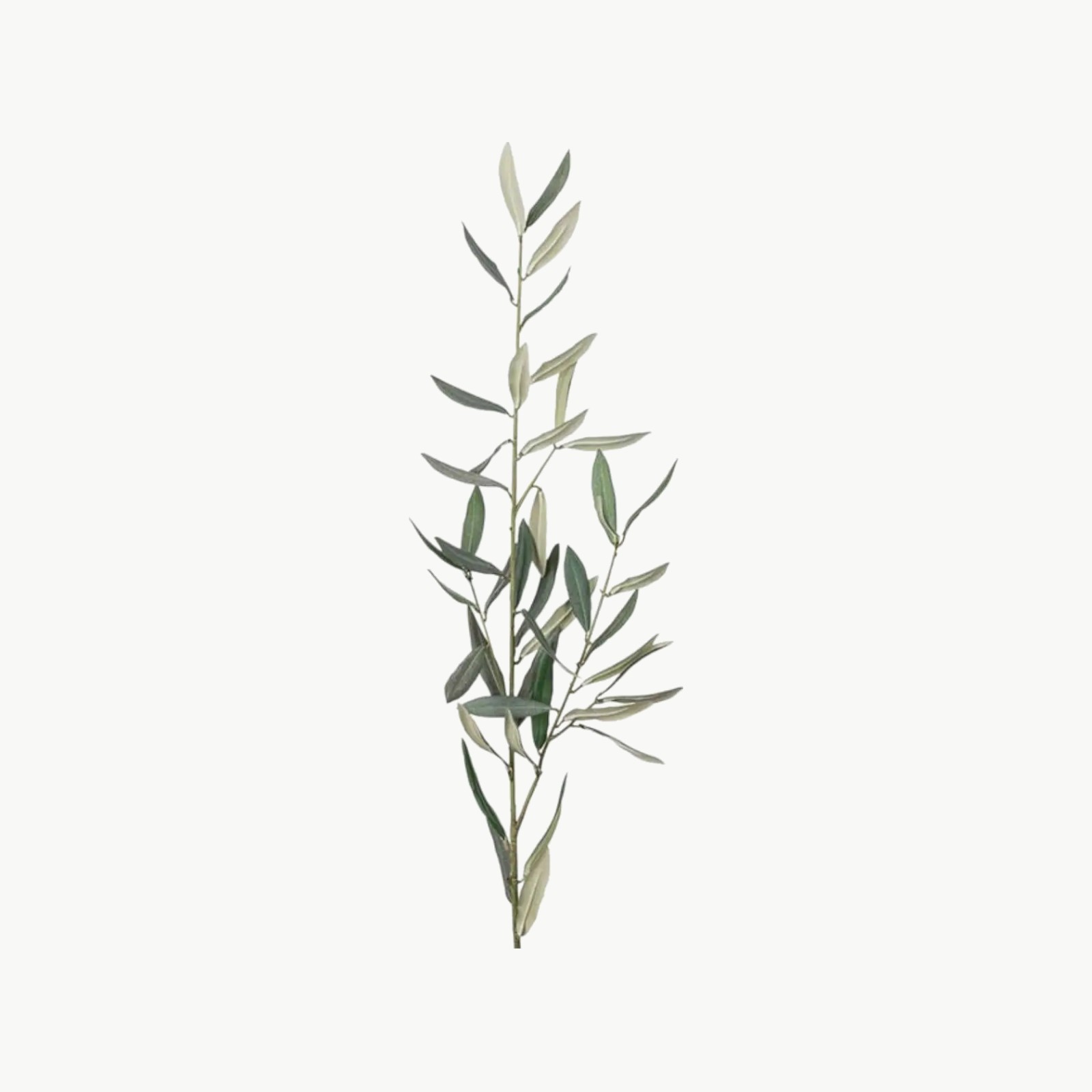 Olivenkvist Grønn – 50 cm