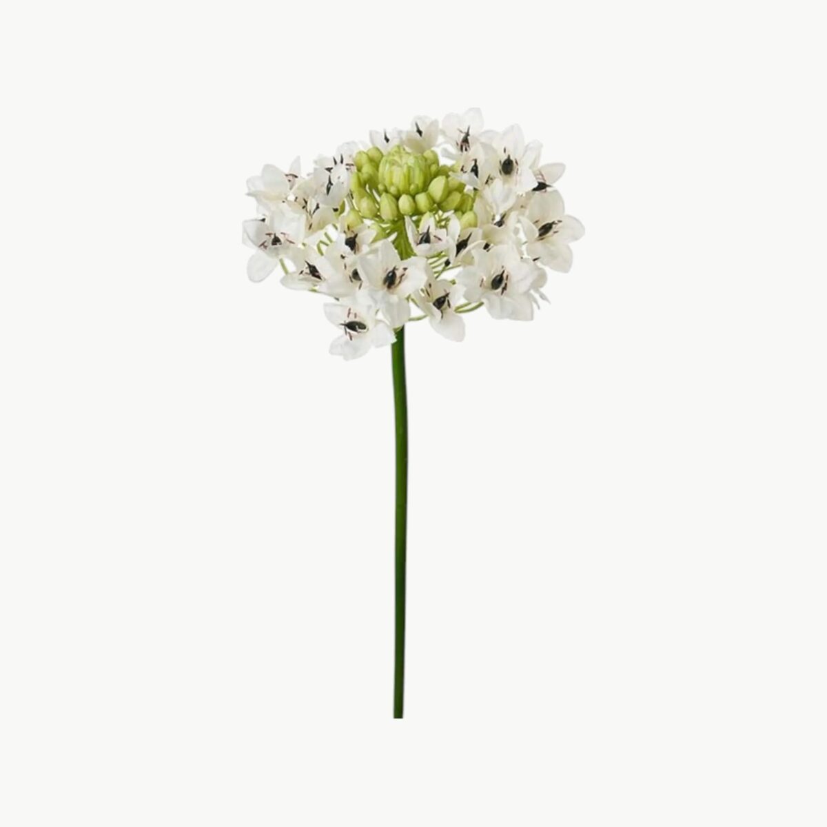 Arabicum i hvit farge med blomsterhode på stilk, 60 cm høy
