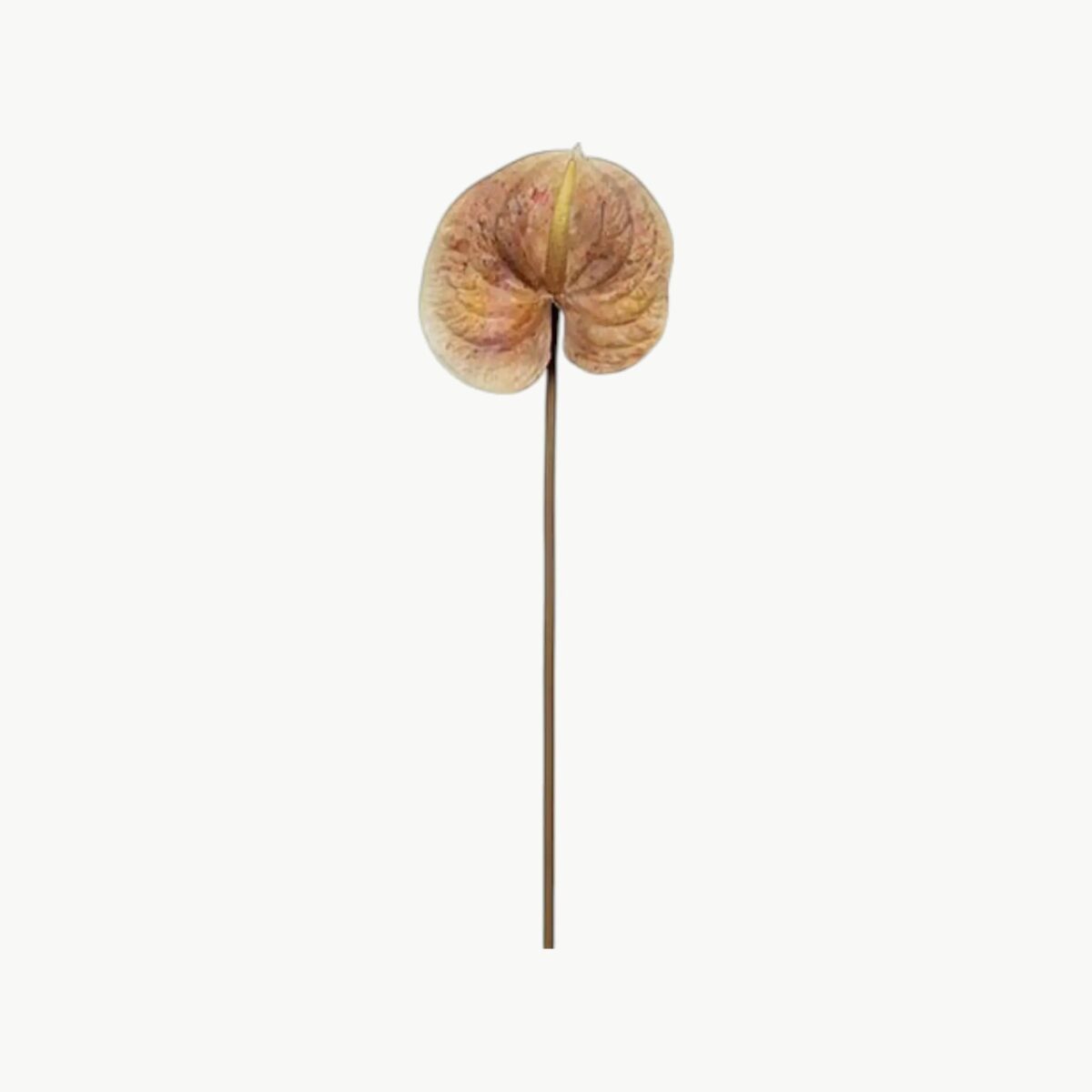 Anthurium i brun farge på stilk, 70 cm høy
