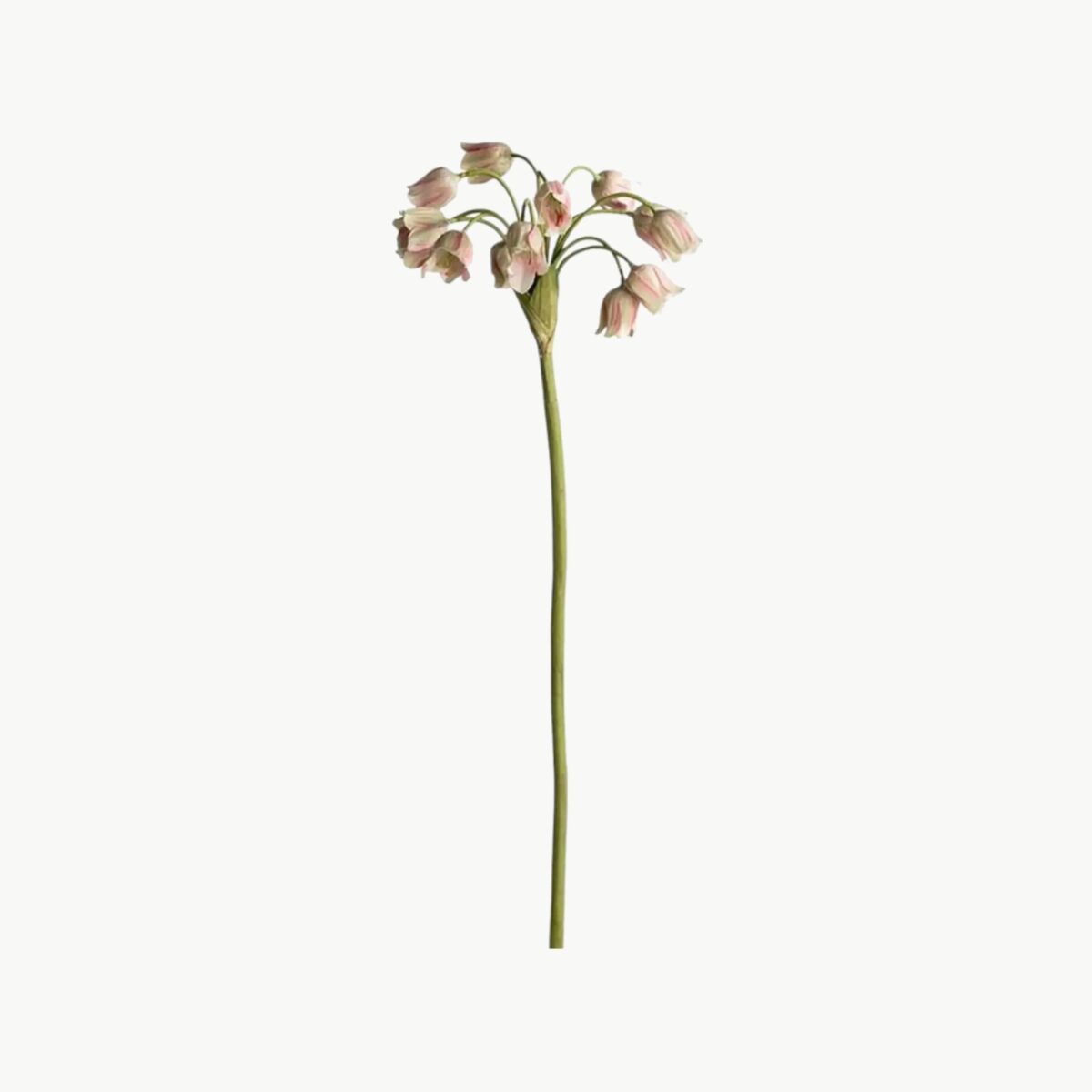 Allium i grønn farge med hengende blomster på stilk, 65 cm høy