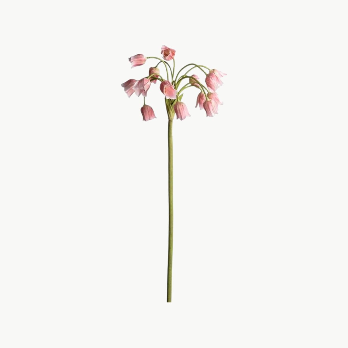 Allium i rosa farge med hengende blomster på stilk, 65 cm høy