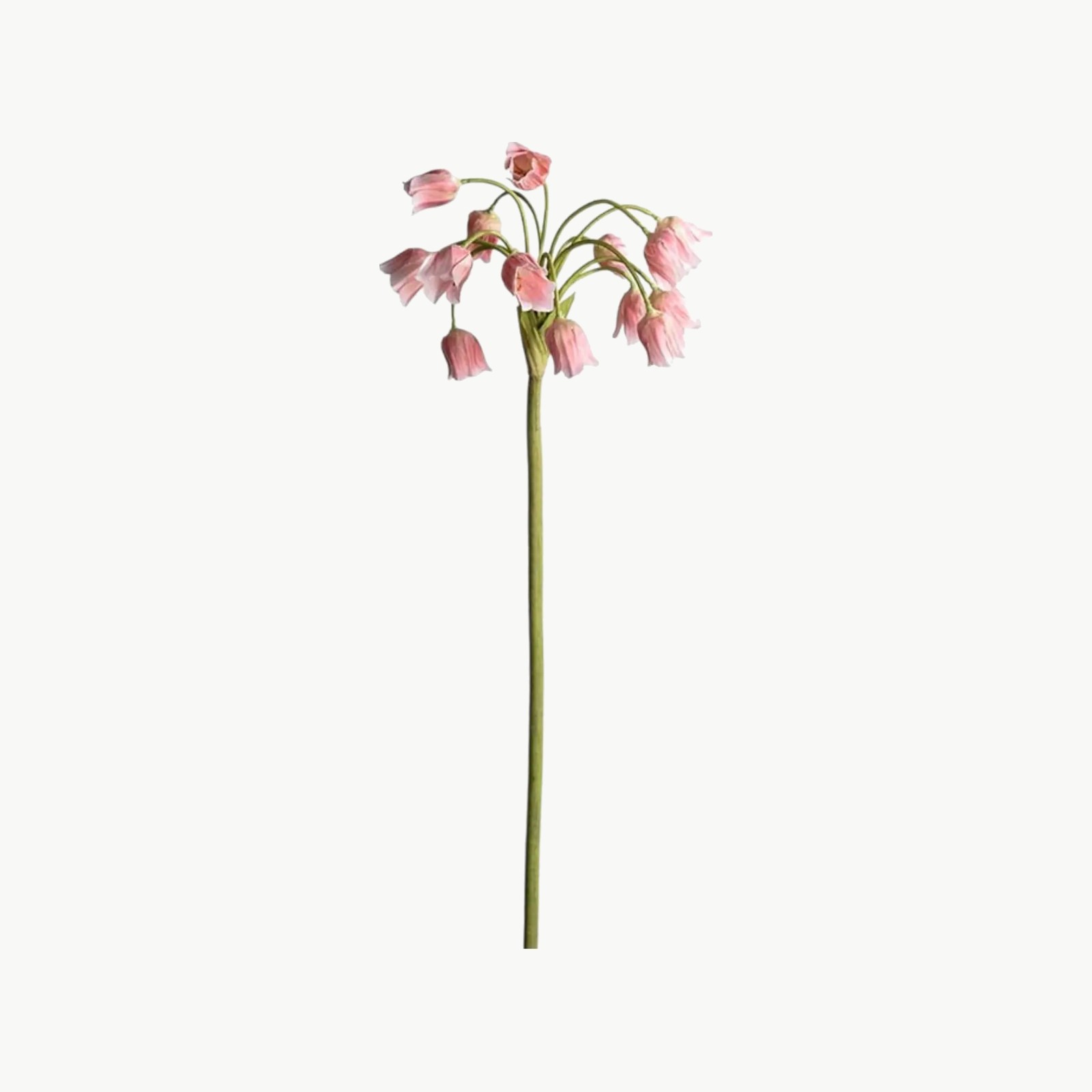 Allium i rosa farge med hengende blomster på stilk, 65 cm høy