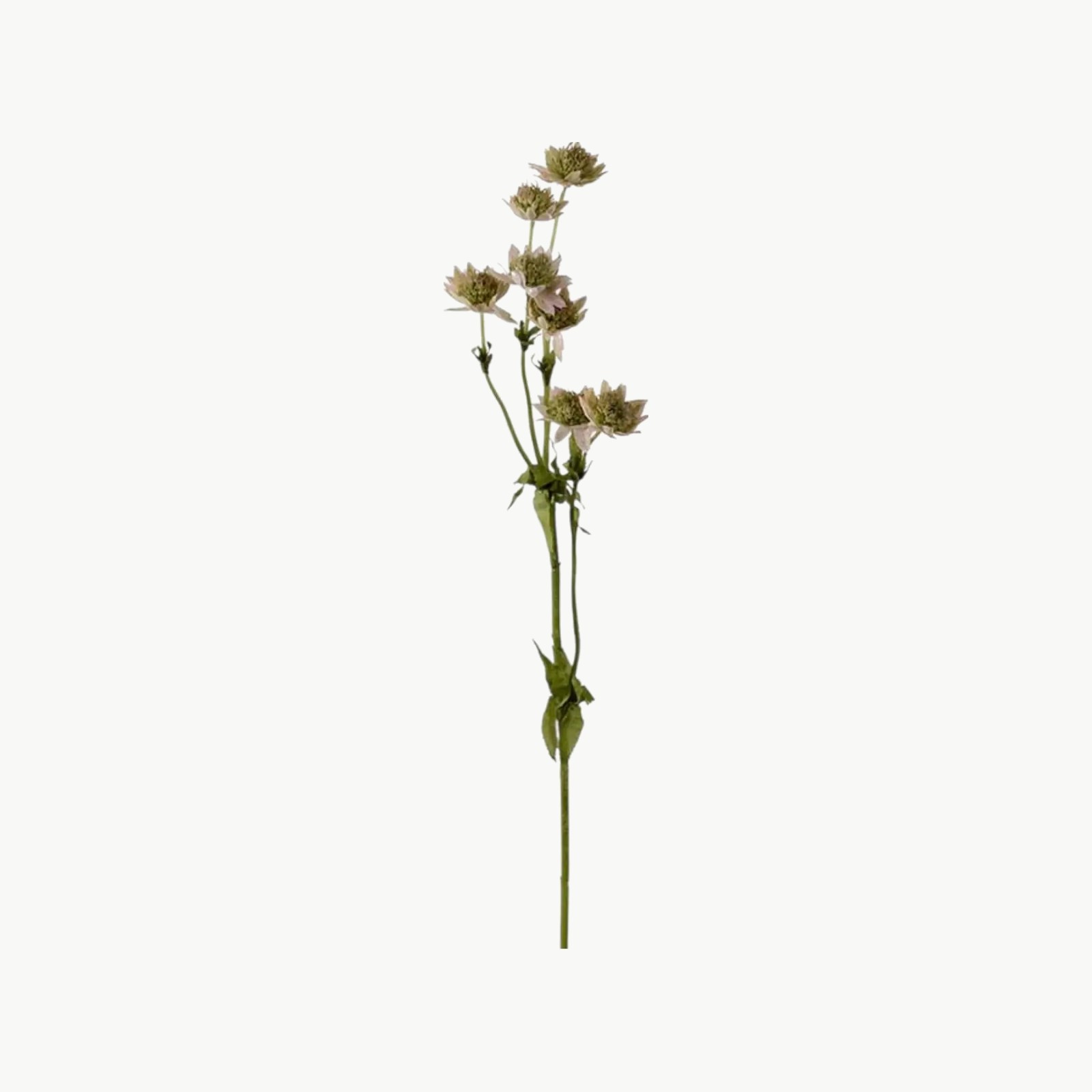 Stjerneflokk i rosa farge med flere blomster på stilk, 55 cm høy