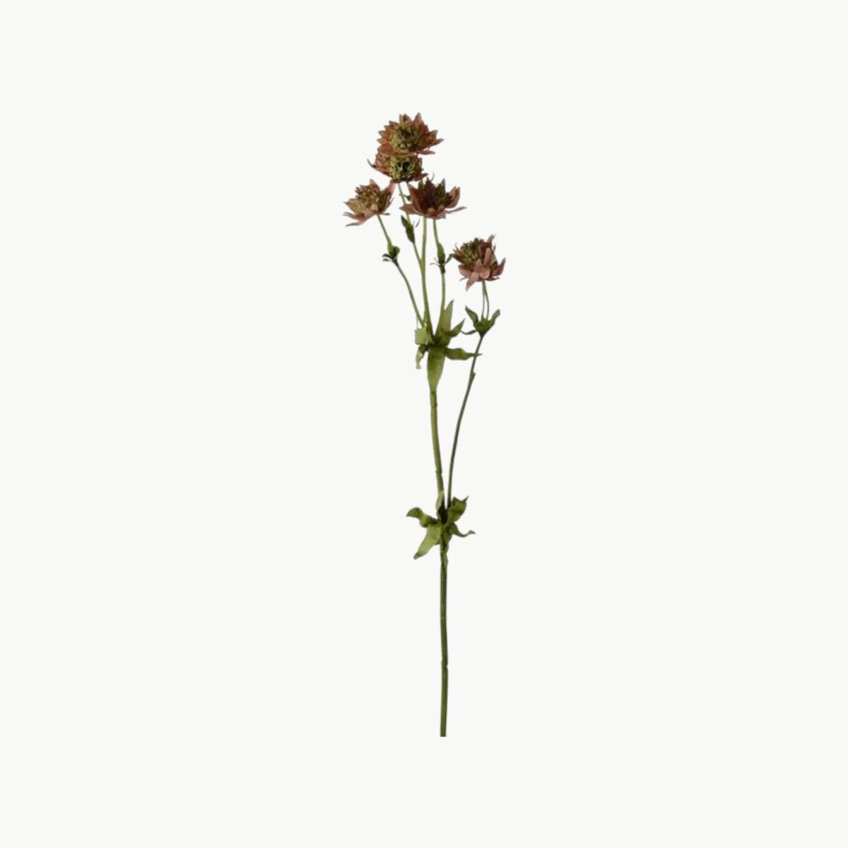 Stjerneflokk i rosa farge med flere blomster på stilk, 55 cm høy