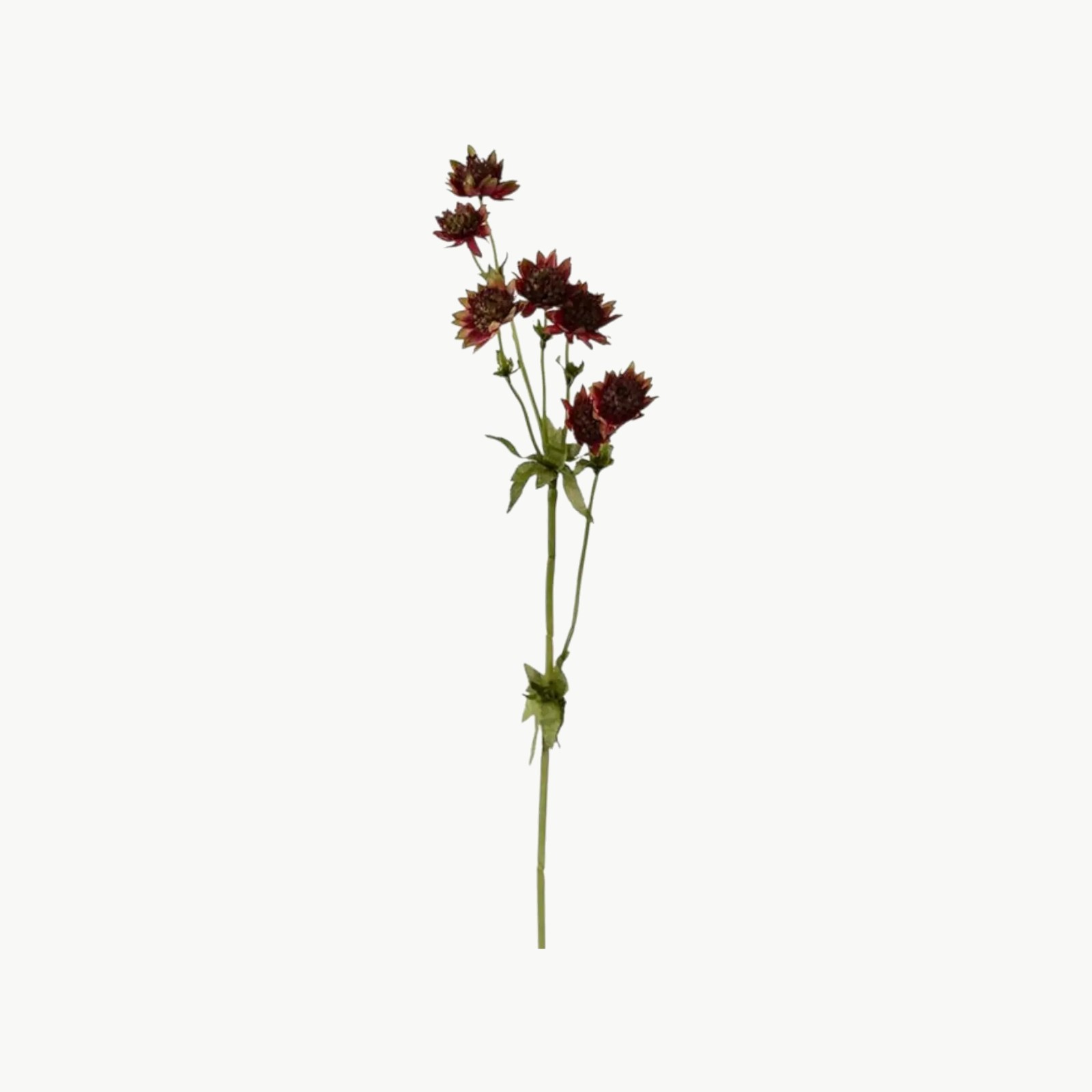 Stjerneflokk i burgundy farge med flere blomster på stilk, 55 cm høy