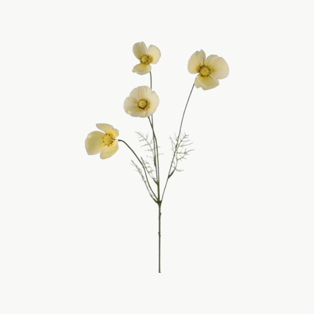 Rosenskjære i gul farge med flere blomster på stilk, 60 cm høy