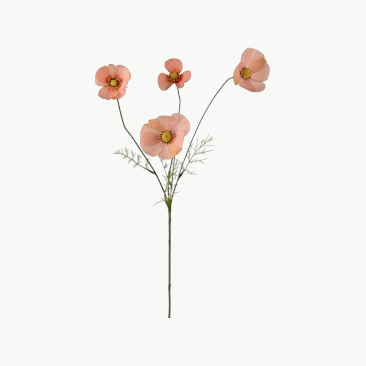 Rosenskjære i aprikos farge med flere blomster på stilk, 60 cm høy