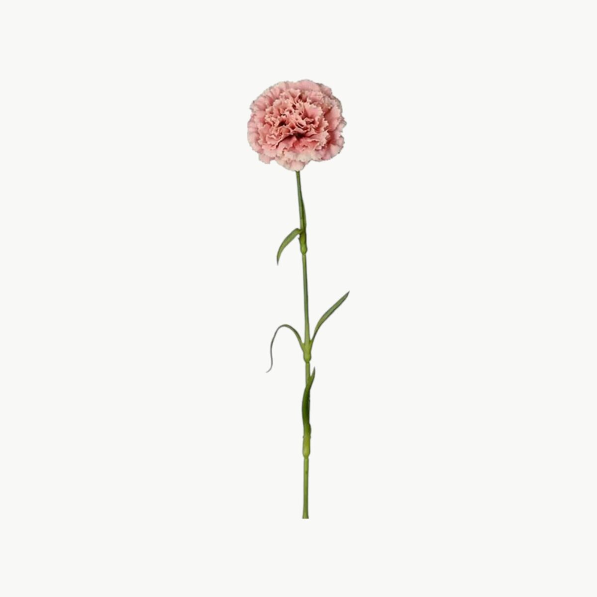Nellik i rosa farge med fyldig blomst på stilk, 44 cm høy