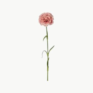 Nellik i rosa farge med fyldig blomst på stilk, 44 cm høy