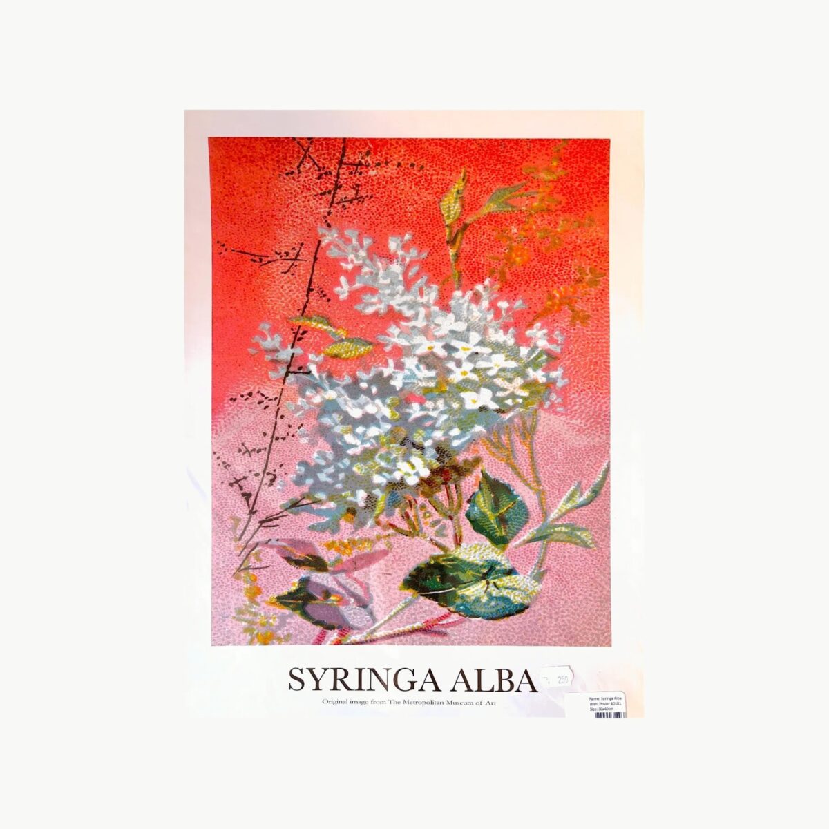 Plakat med motivet Syringa Alba