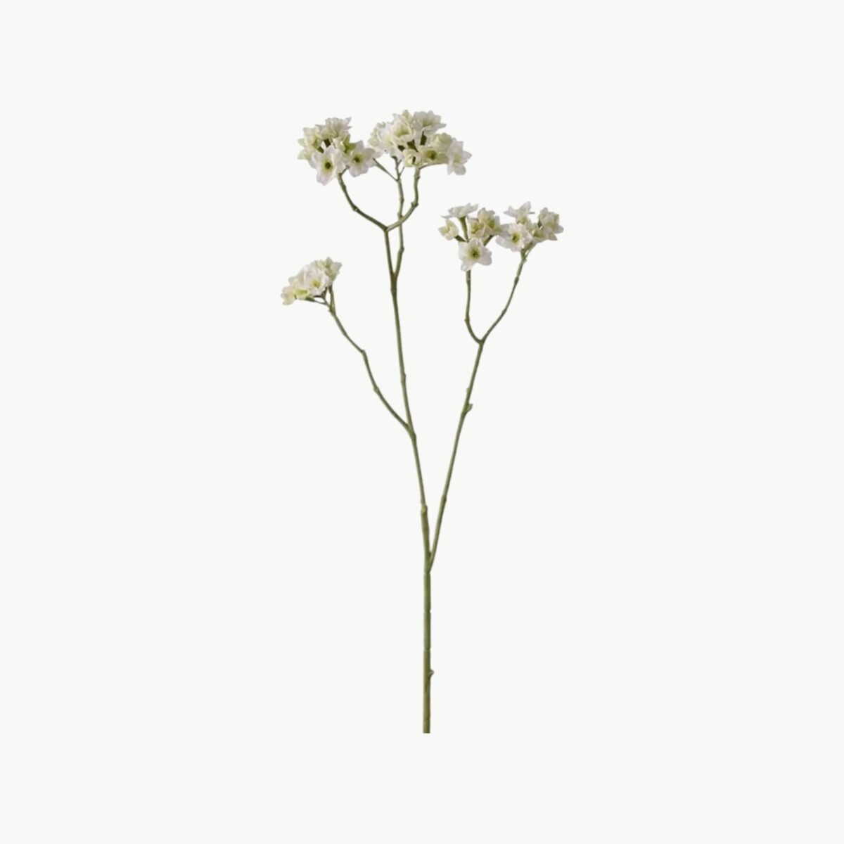Blomkvist i hvit farge med små blomster på gren, 80 cm høy