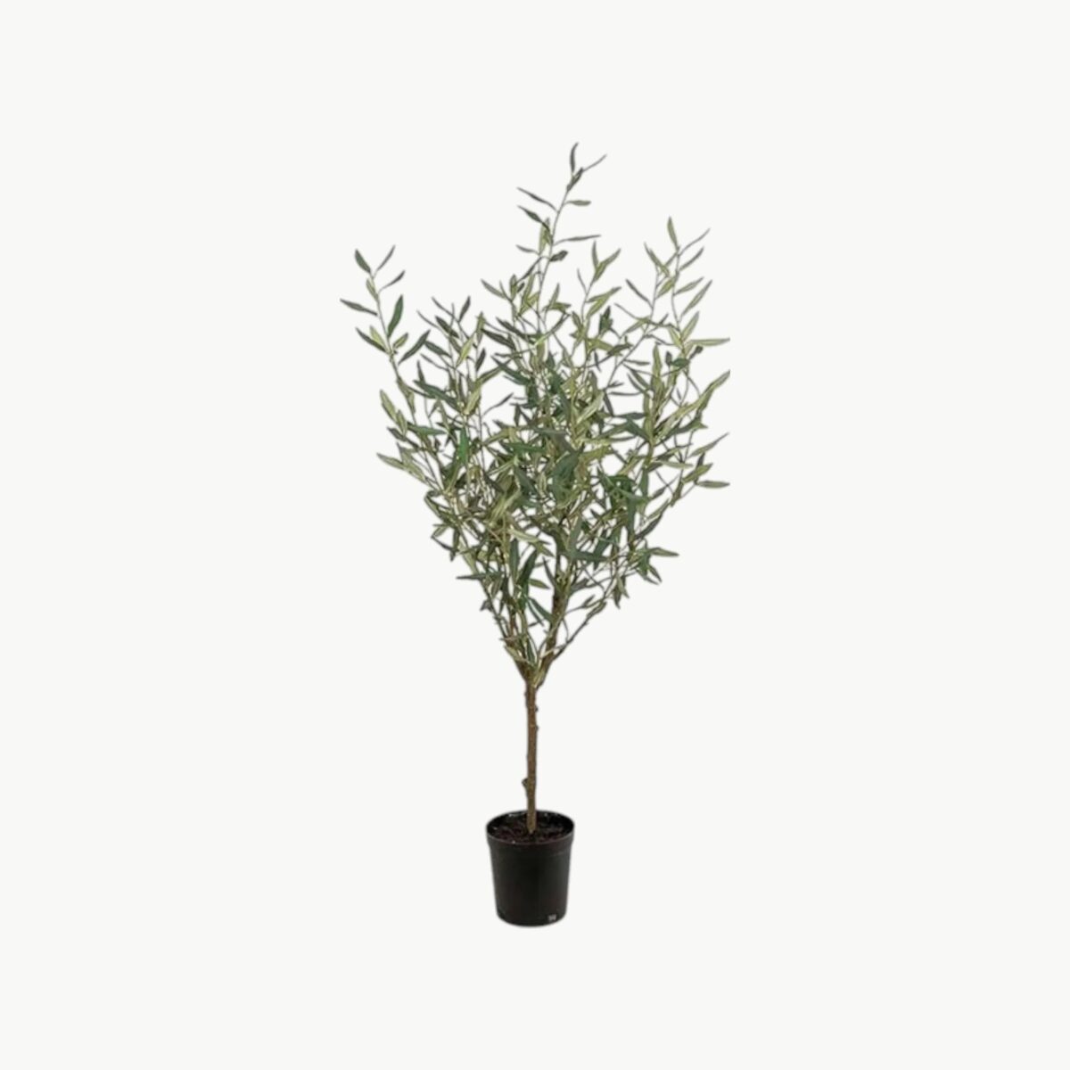 Oliventre Grønn – 130 cm