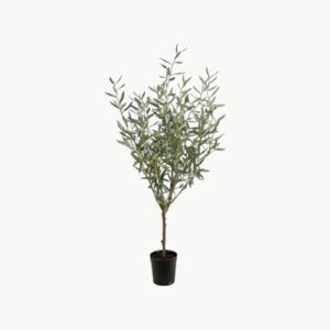 Oliventre Grønn – 130 cm