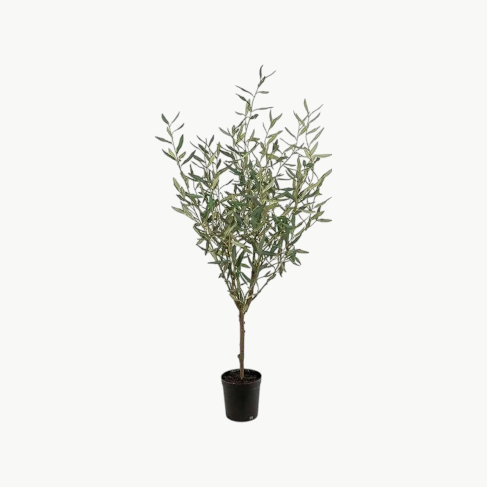 Oliventre Grønn – 130 cm