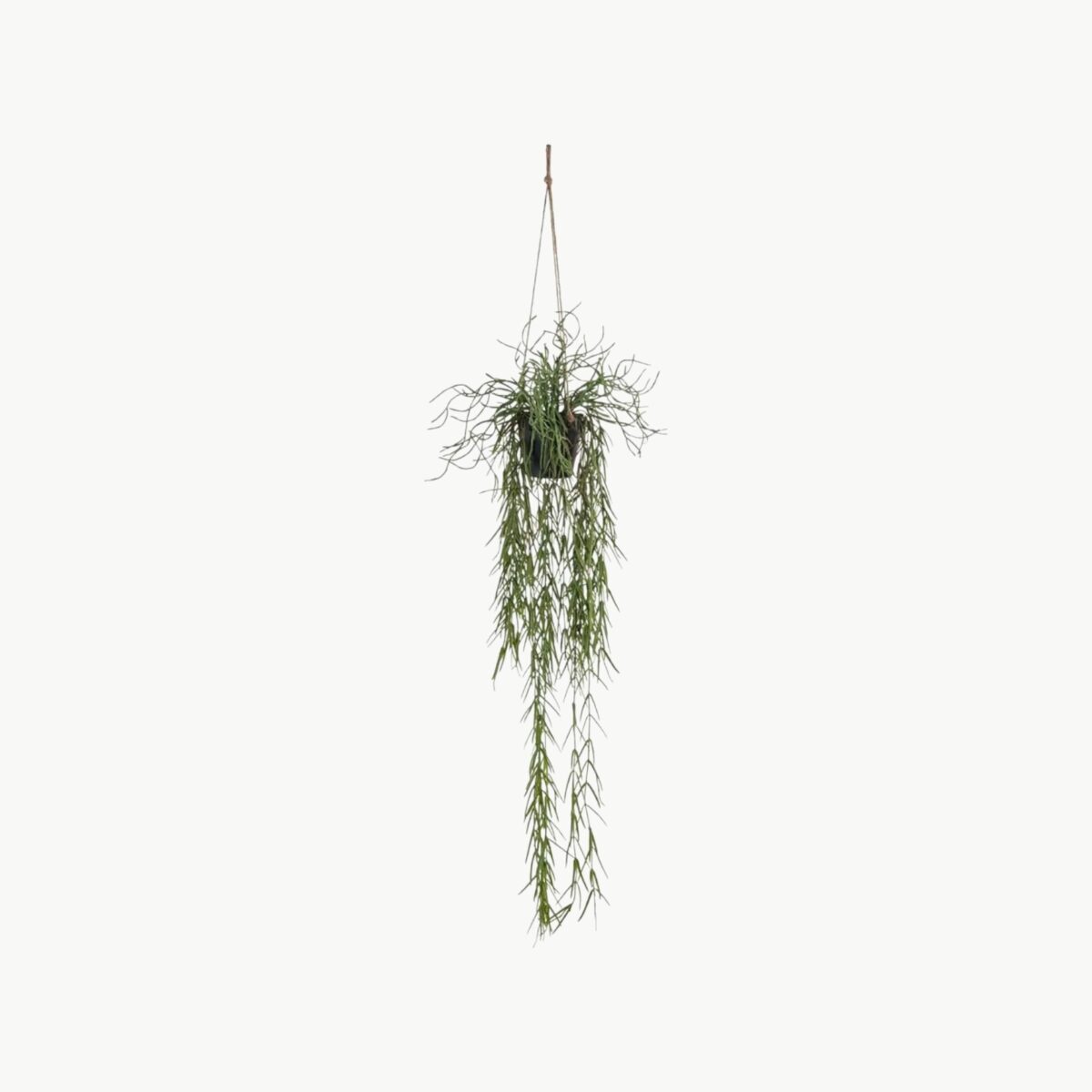 Rhipsalis i grønn farge som hengende plante med lange stilker, 80 cm lengde