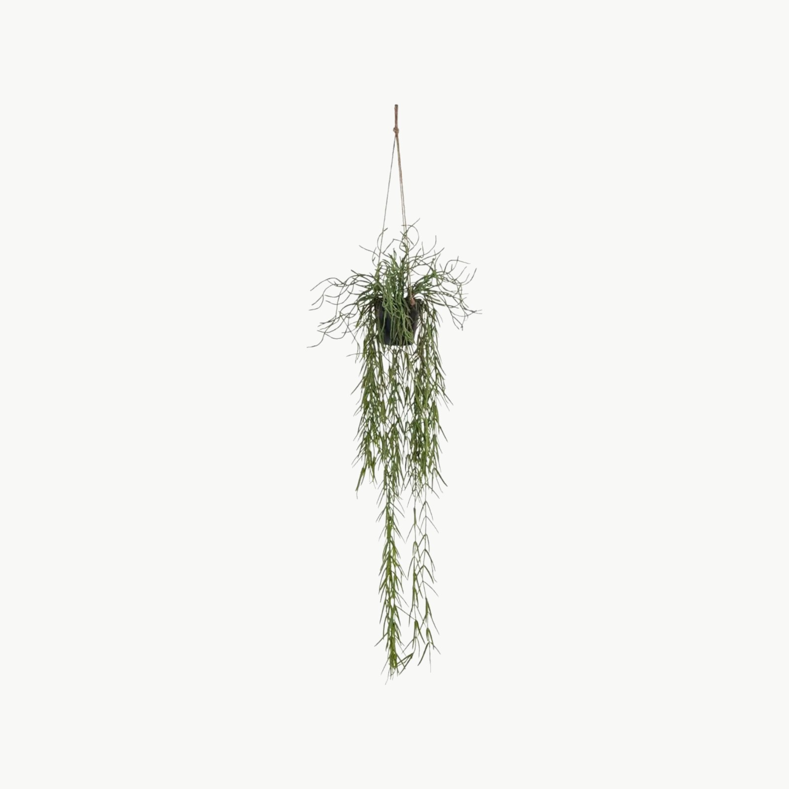 Rhipsalis i grønn farge som hengende plante med lange stilker, 80 cm lengde