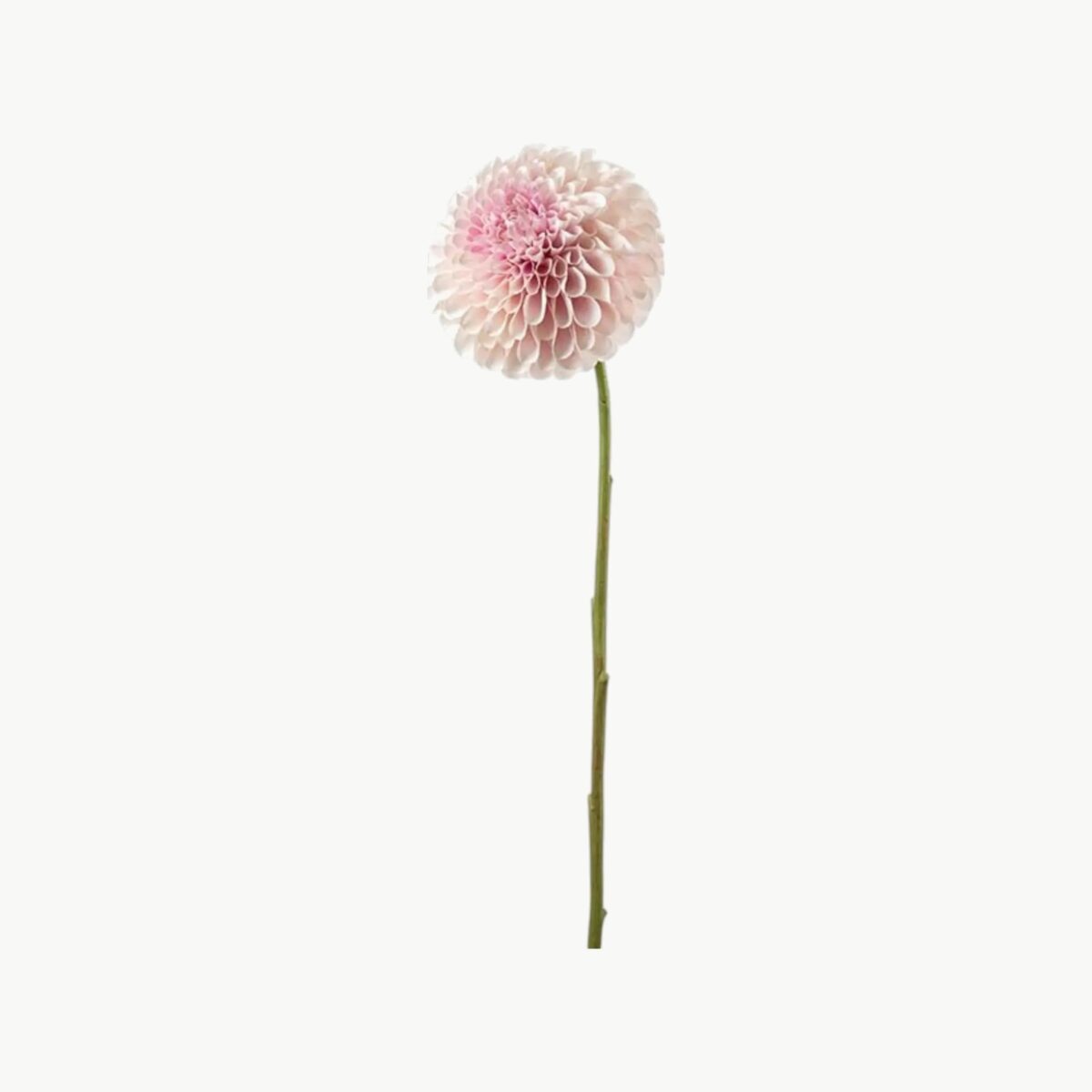 Dahlia i rosa farge med rund blomsterform på stilk, 75 cm høy