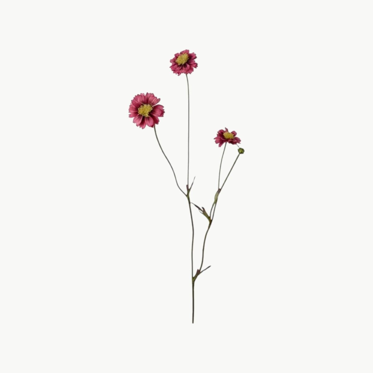 Coreopsis i rosa farge med flere blomster på stilk, 57 cm høy