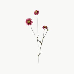 Coreopsis i rosa farge med flere blomster på stilk, 57 cm høy