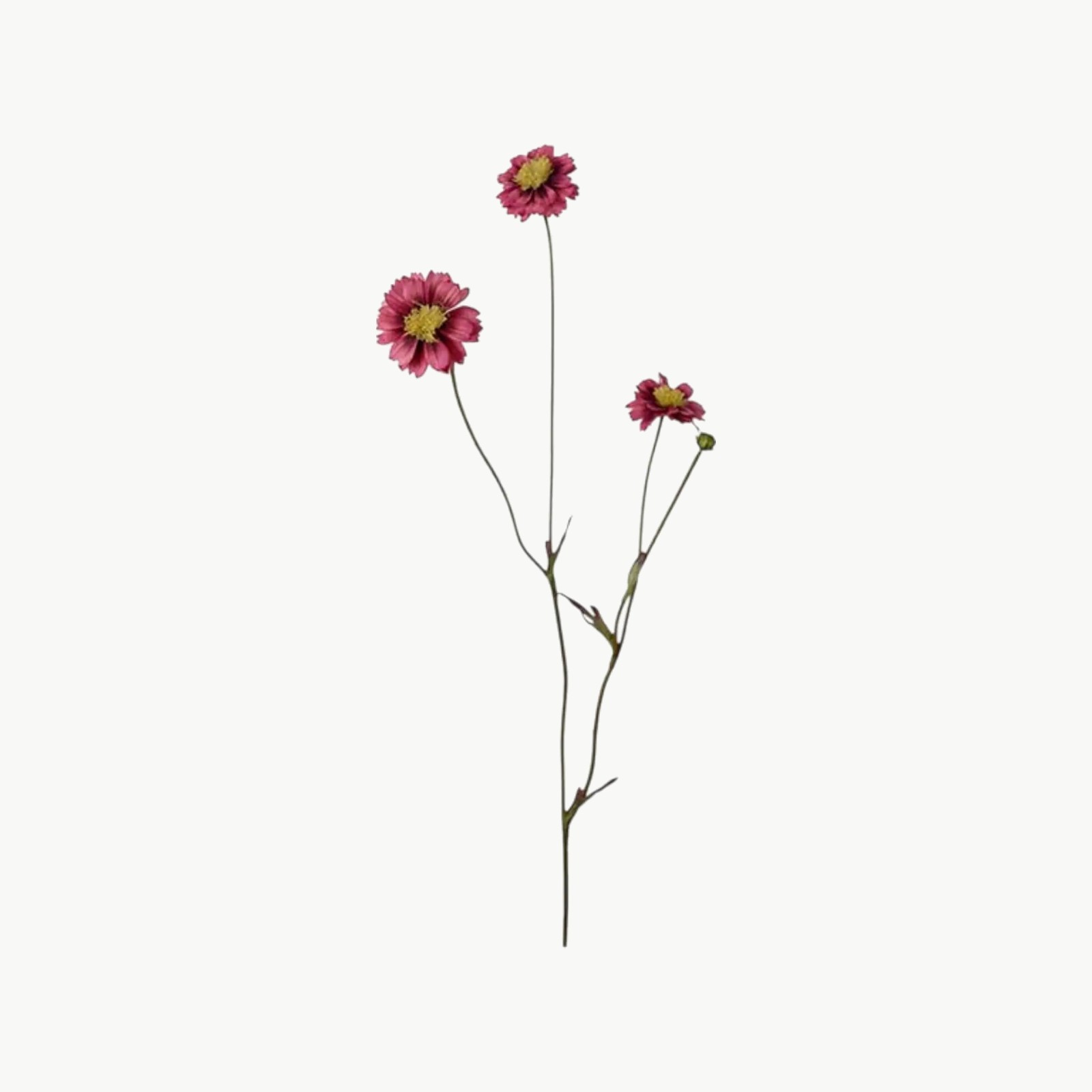 Coreopsis i rosa farge med flere blomster på stilk, 57 cm høy