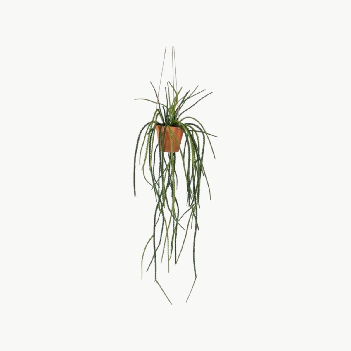 Senecio i grønn farge som hengende plante med lange stilker