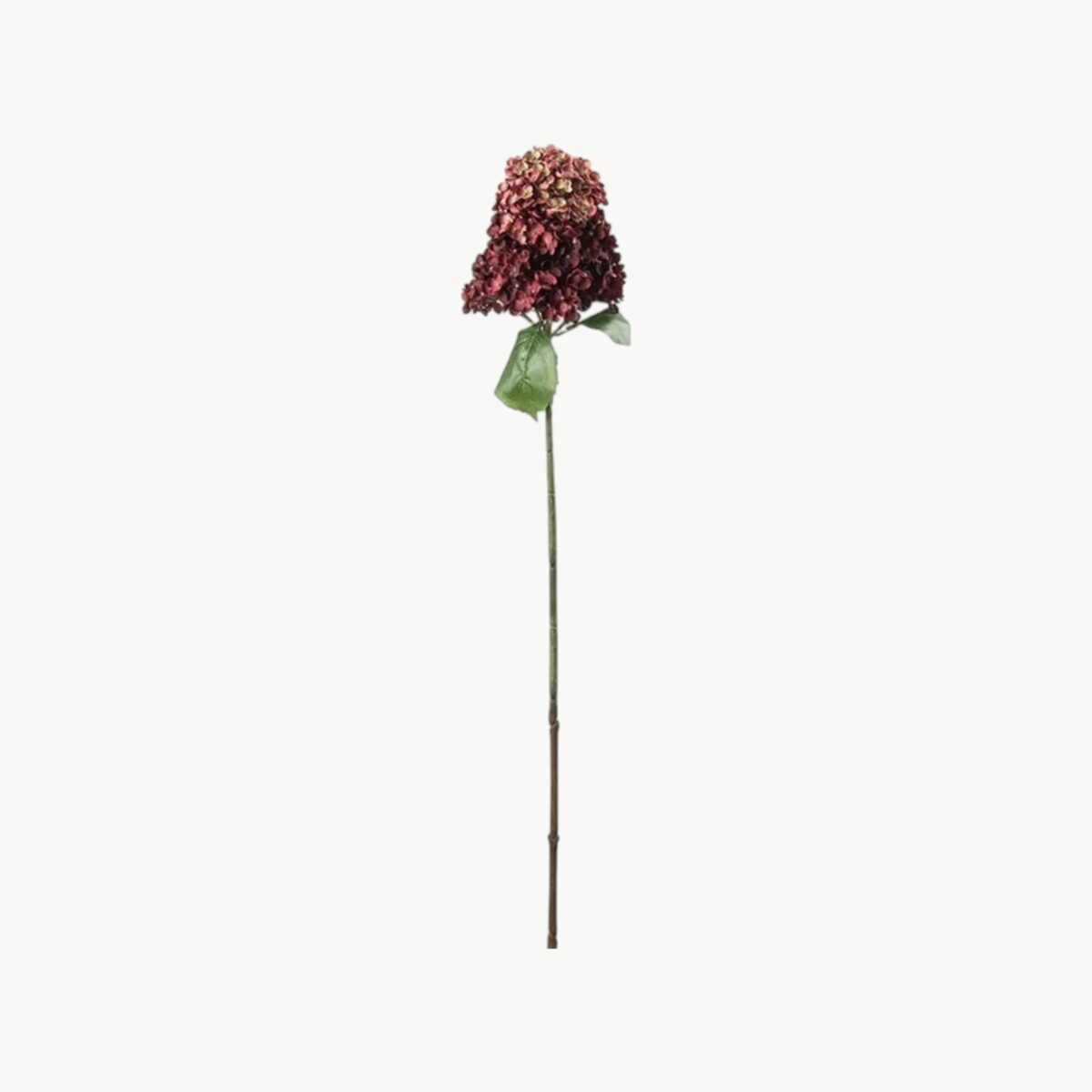 Syrénhortensia i burgundy farge med lang stilk, 84 cm høy
