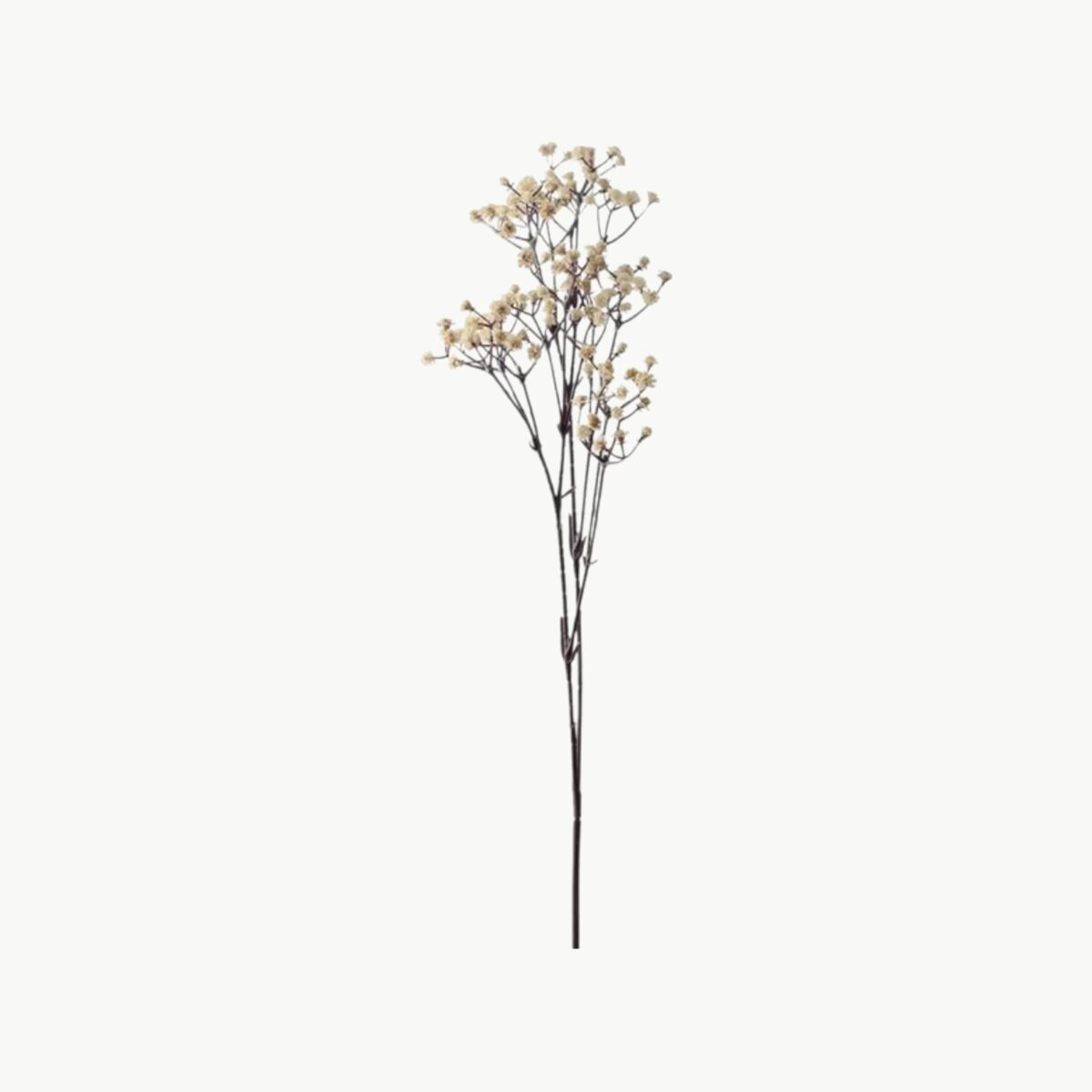 Brudsløja i kremfarge med små blomster på gren, 75 cm høy