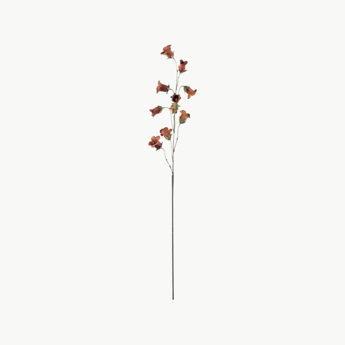 Blåklocka i brun farge med flere blomster på stilk, 85 cm høy