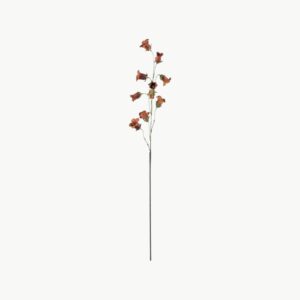 Blåklocka i brun farge med flere blomster på stilk, 85 cm høy