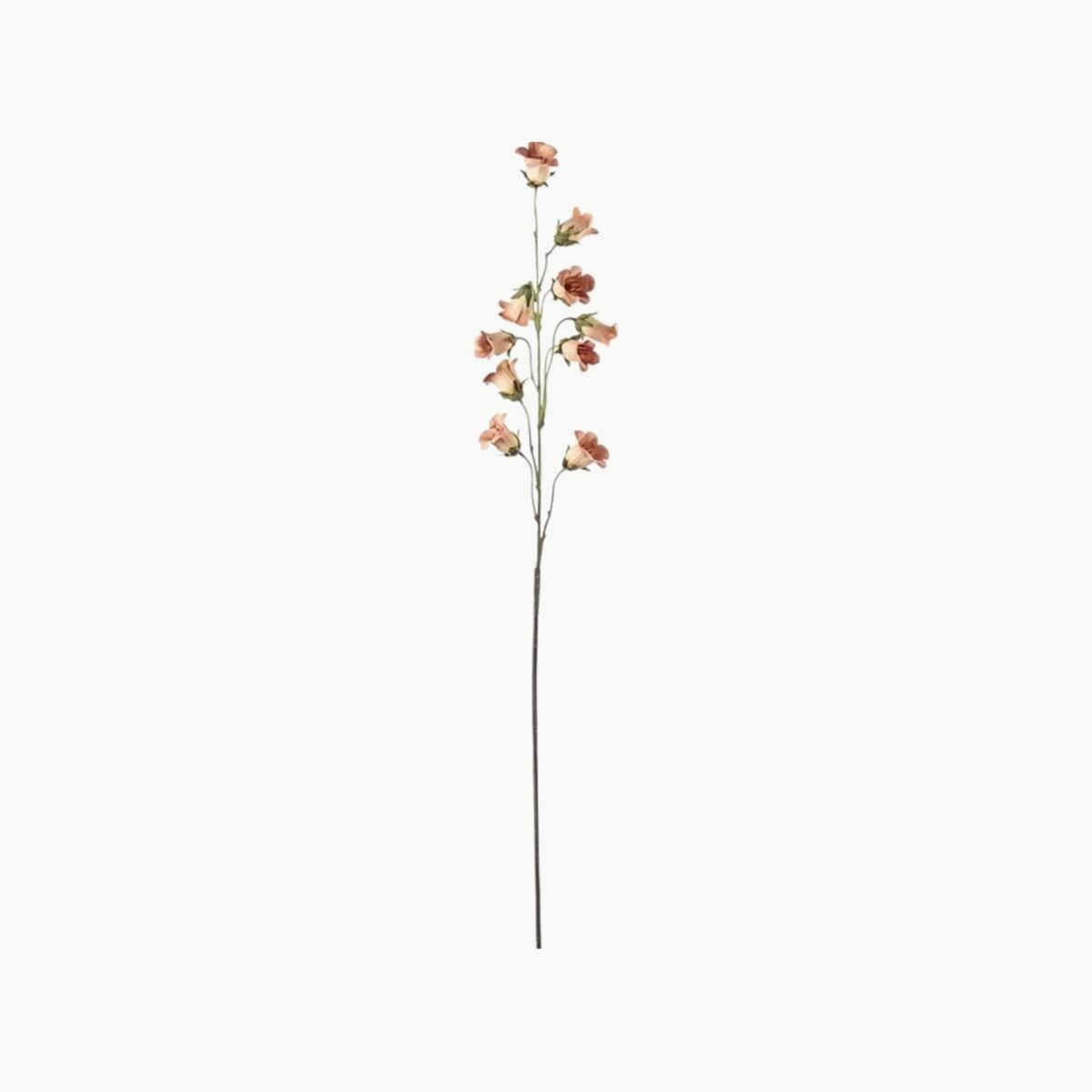 Blåklocka i ferskenfarge med flere blomster på stilk, 85 cm høy
