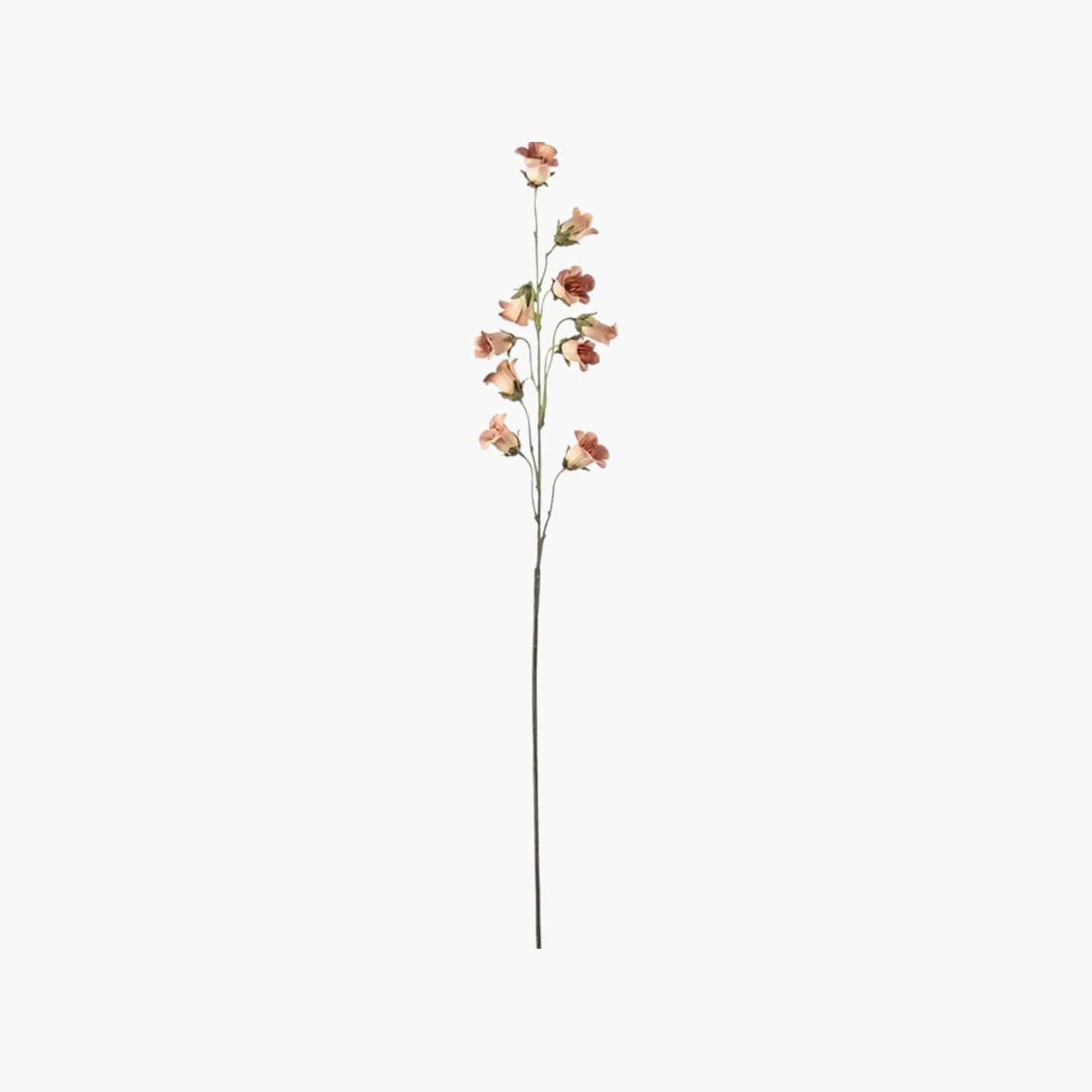 Blåklocka i ferskenfarge med flere blomster på stilk, 85 cm høy