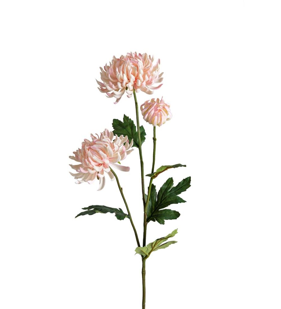 Mr. Plant Chrysanthemum 60cm Pink