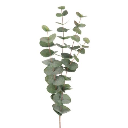 Mr. Plant Eucalyptus 60cm