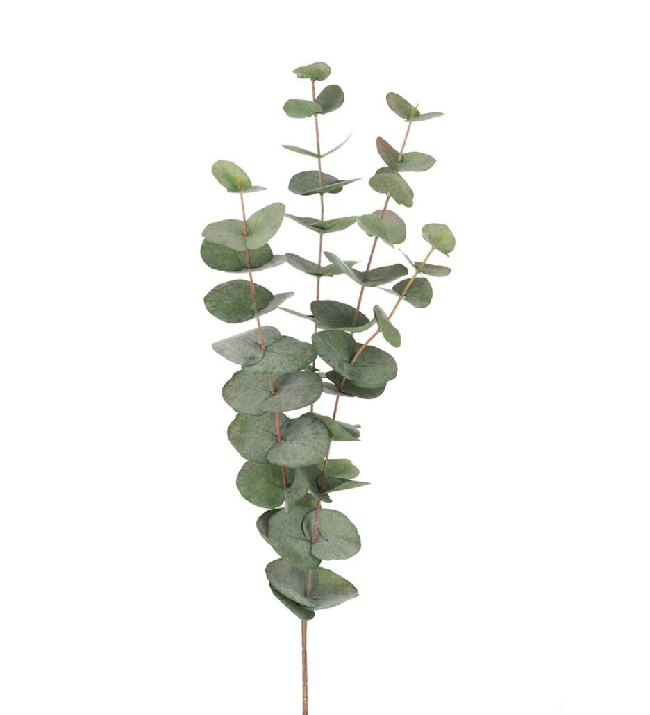 Mr. Plant Eucalyptus 60cm