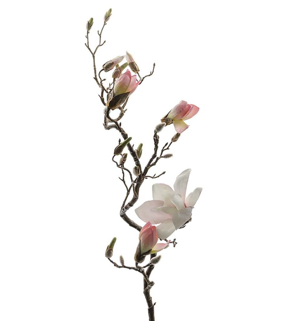 Mr.-Plant-Magnolia-135cm-Rosa-MR6175-20